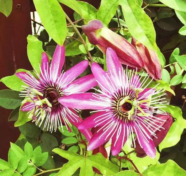 早开晚闭漂亮的时钟花