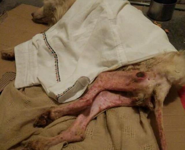 拾荒老人遇到萨摩耶,缩在角落浑身是伤,画面让人心疼不已!