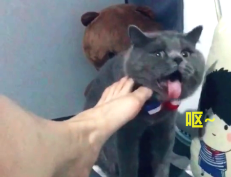 看到这只猫咪闻到臭脚丫的可爱表情,大家有没有觉得很搞笑