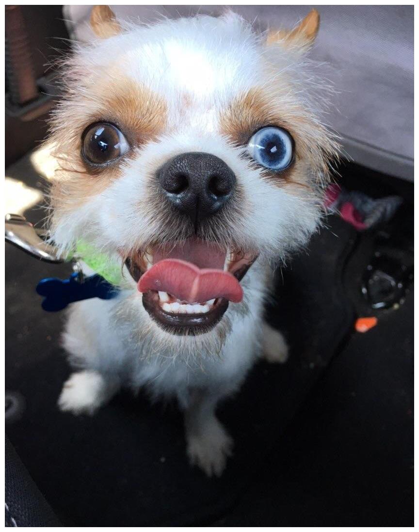 十张略显"诙谐"的照片,看哪个张才你能憋得"笑"