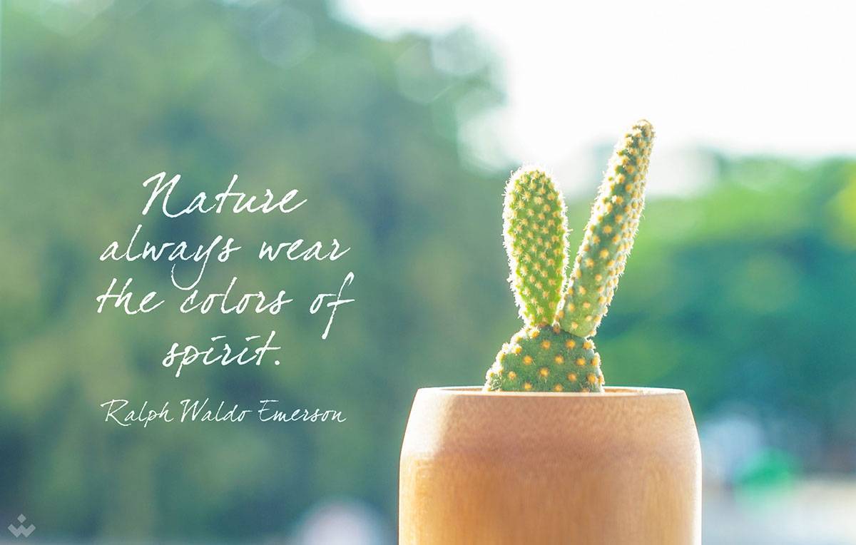 小清新竹筒花盆,点缀生活的小情调.