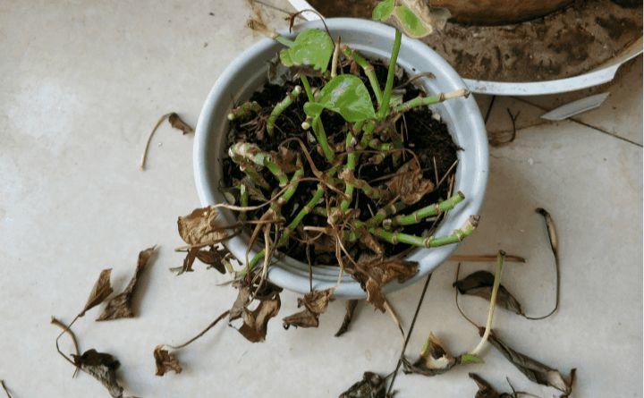 快死的绿萝别扔咔嚓一剪刀1个月后再次绿油油