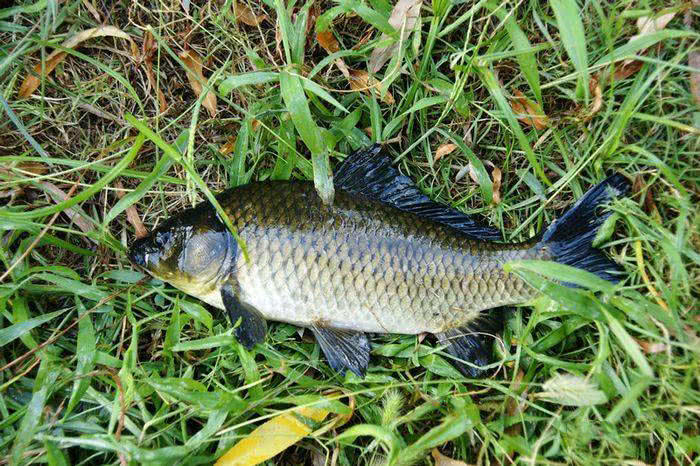 这是我钓到的野生大鲫鱼,只是颜色有点黑