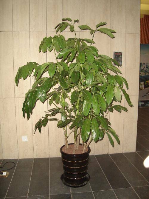大叶伞也叫招财树,寓意特别好!`|大叶伞|植物|寓意_新浪新闻