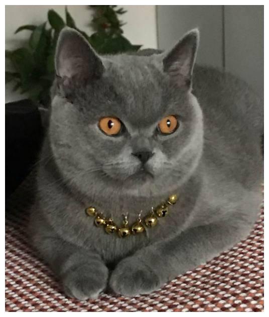 在妈妈家养了只小蓝猫,一年后变成土大款|蓝猫|大款|猫咪_新浪新闻