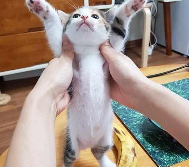 想让猫咪抱这些是你必须知道的