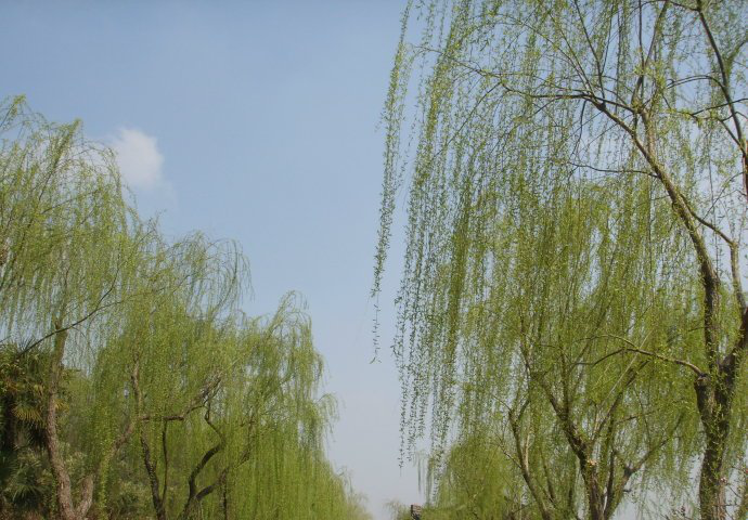 还记得小时候河边的杨柳吗|杨柳_新浪新闻