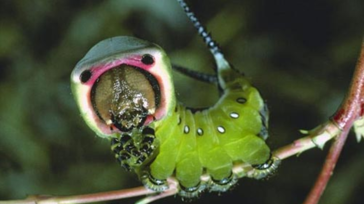 夏威夷出现食肉毛毛虫,极为擅长伪装,攻击猎物的速度相当快