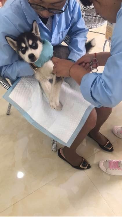 二哈浑身抽搐还哇哇直叫,主人连忙送医,结果打针时狗狗表情亮了