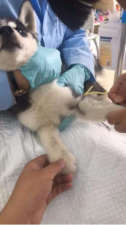 二哈浑身抽搐还哇哇直叫,主人连忙送医,结果打针时狗狗表情亮了