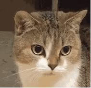 189_183gif 动态图 动图