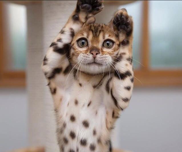 一只萌萌的虎皮猫咪在卖萌