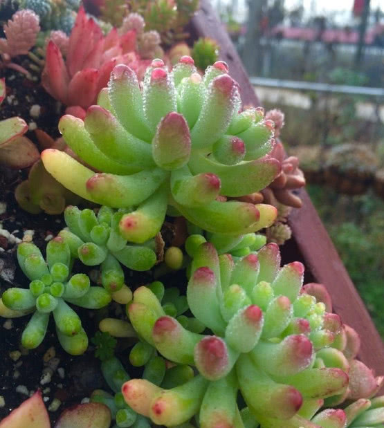 多肉植物只需一片,扔到盆里就能长出许多的小肉肉