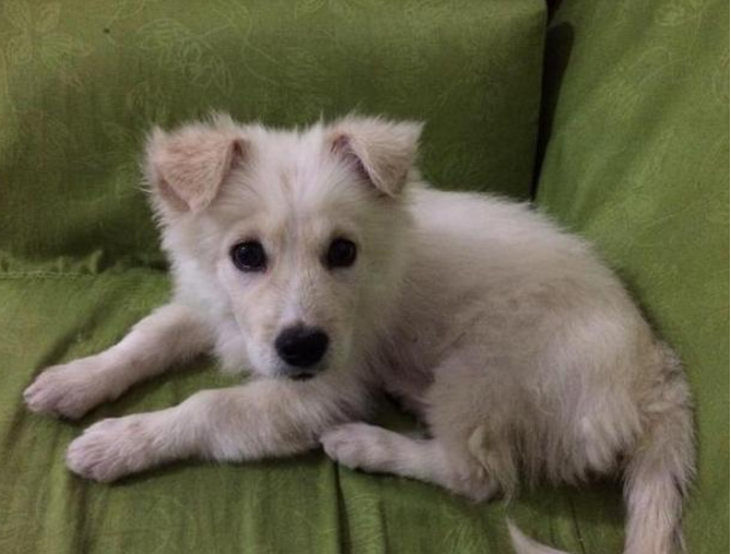 男子贪图便宜买下萨摩耶,竟发现是一只串串,这简直是血的教训!