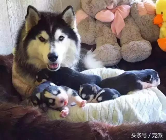 哈士奇生了一窝小宝宝,全家外貌协会,主人一咬牙全养了!