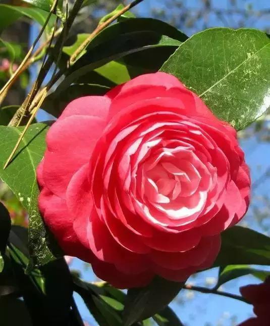 杜鹃|花语|名花_新浪新闻