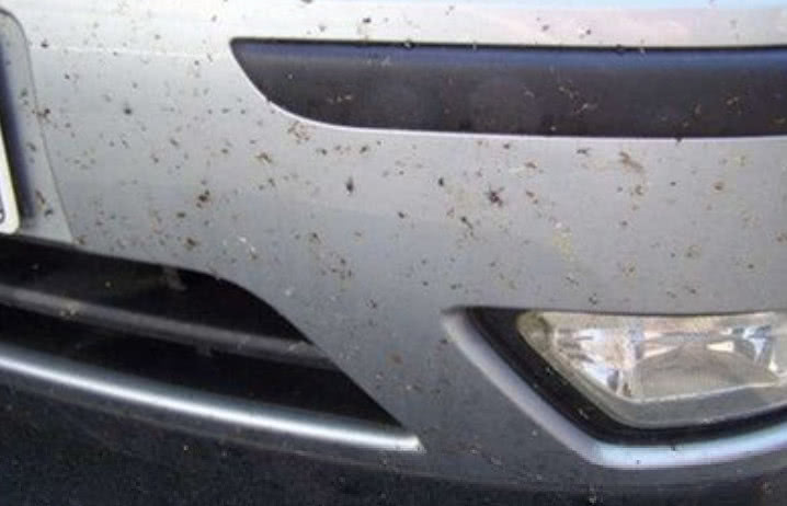 夏季跑高速车头全是小飞虫,又脏又乱又恶心怎么办