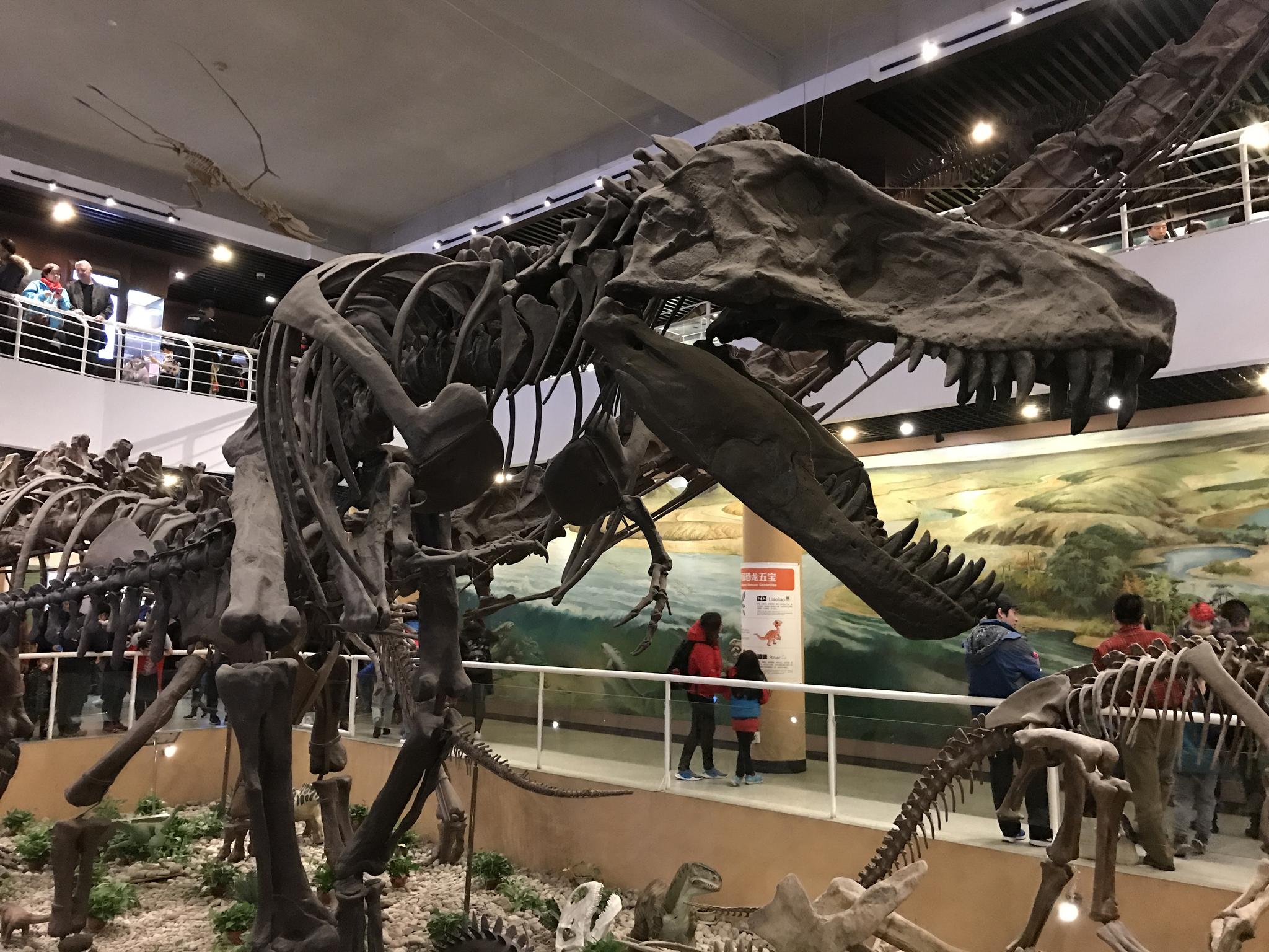 中国古动物馆由中科院古脊椎动物与古人类研究所创建,是中国第一家以