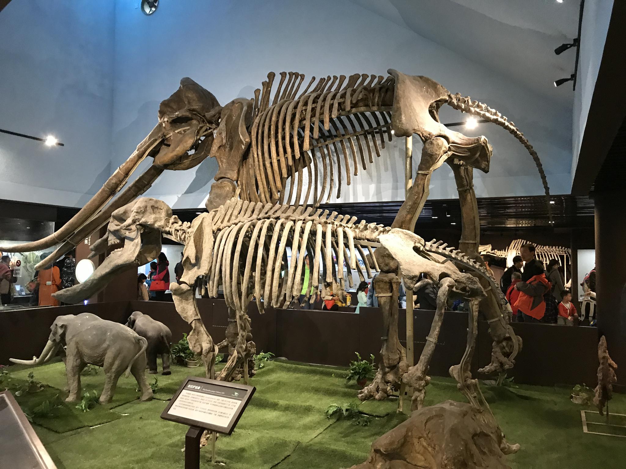 中国古动物馆由中科院古脊椎动物与古人类研究所创建,是中国第一家以