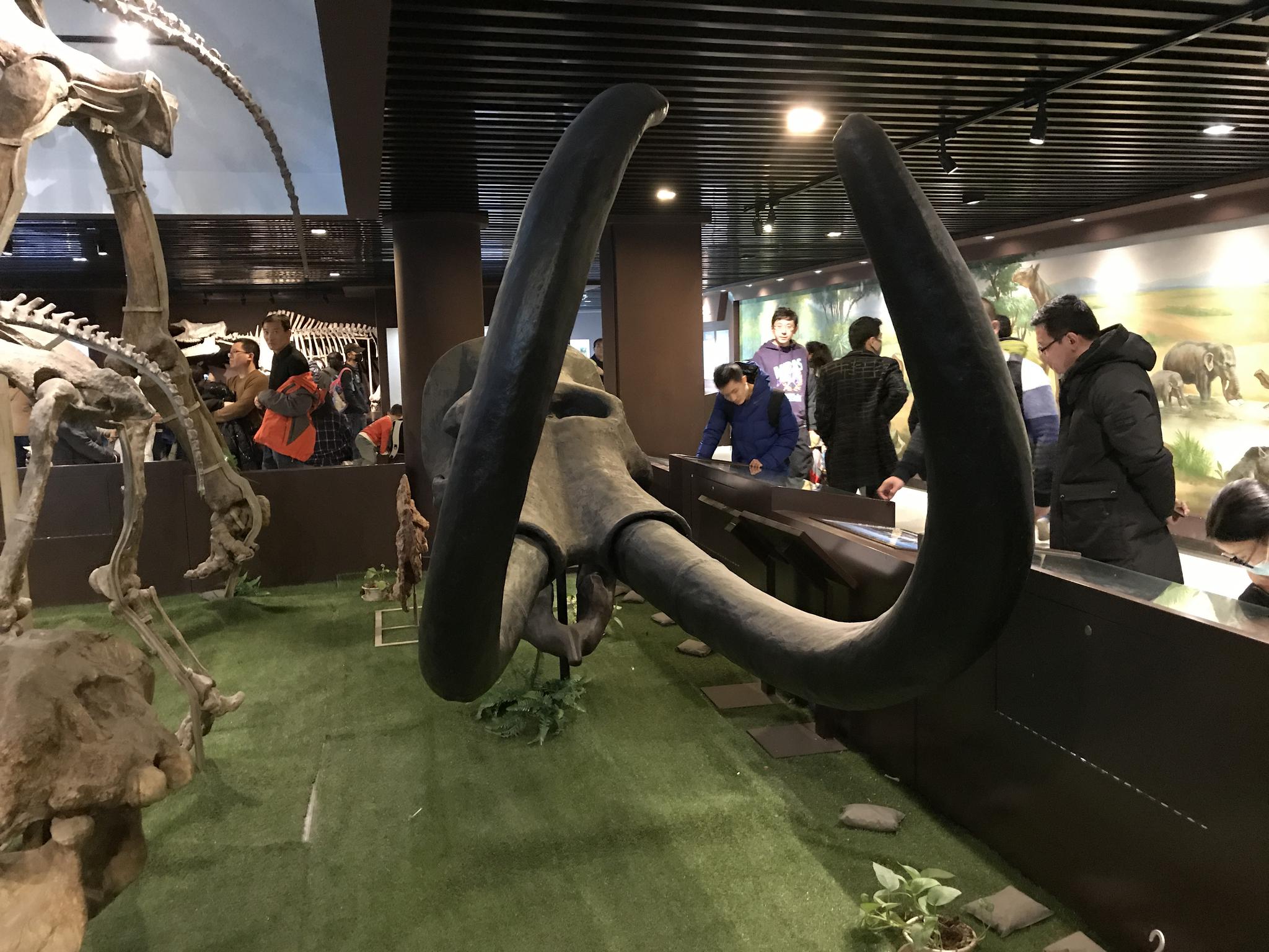 中国古动物馆由中科院古脊椎动物与古人类研究所创建,是中国第一家以