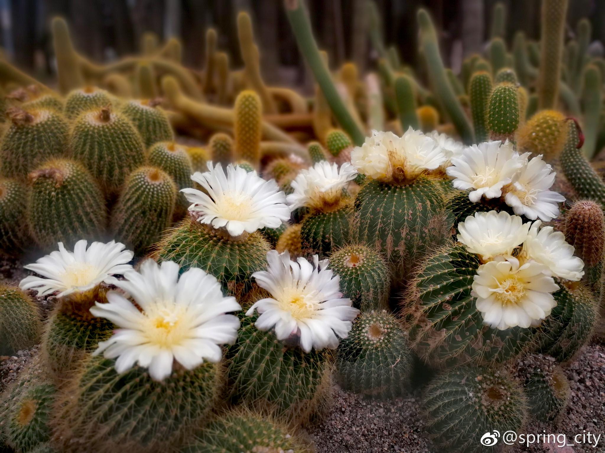 美到爆棚的仙人掌大面积开花.仙人掌开花