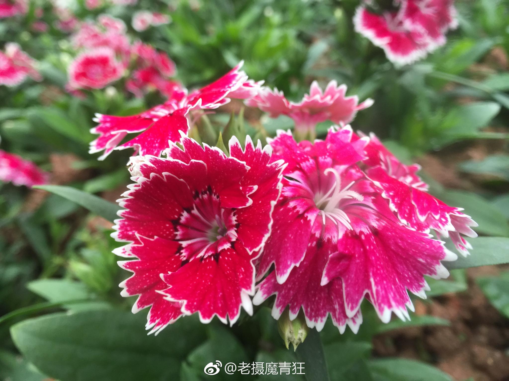 石竹,石竹科石竹属。别名:洛阳花、石柱花。多年生草本。茎丛生|石竹|先端|卵形|基部|洛阳花_新浪新闻