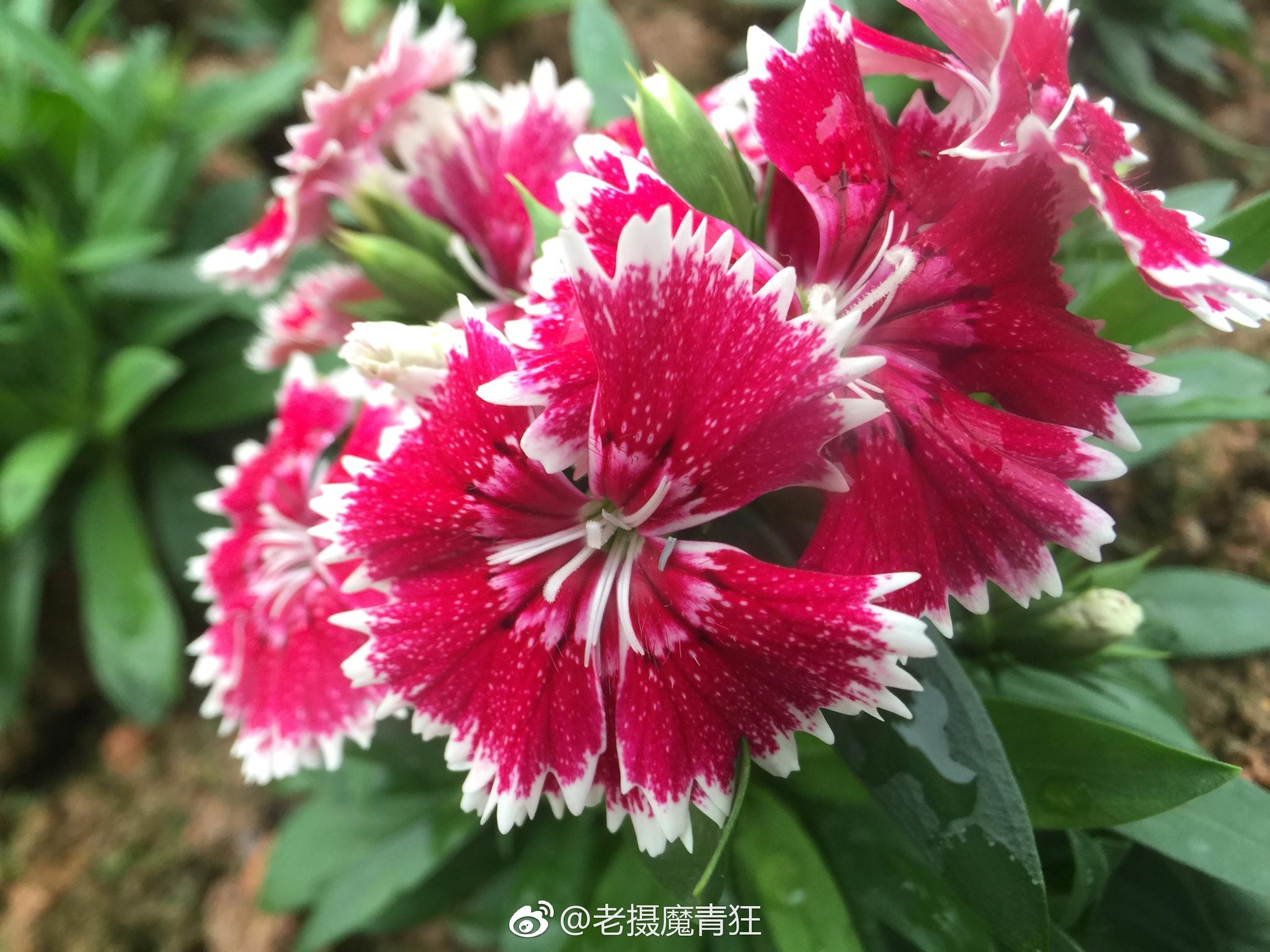 石竹石竹科石竹属别名洛阳花石柱花多年生草本茎丛生