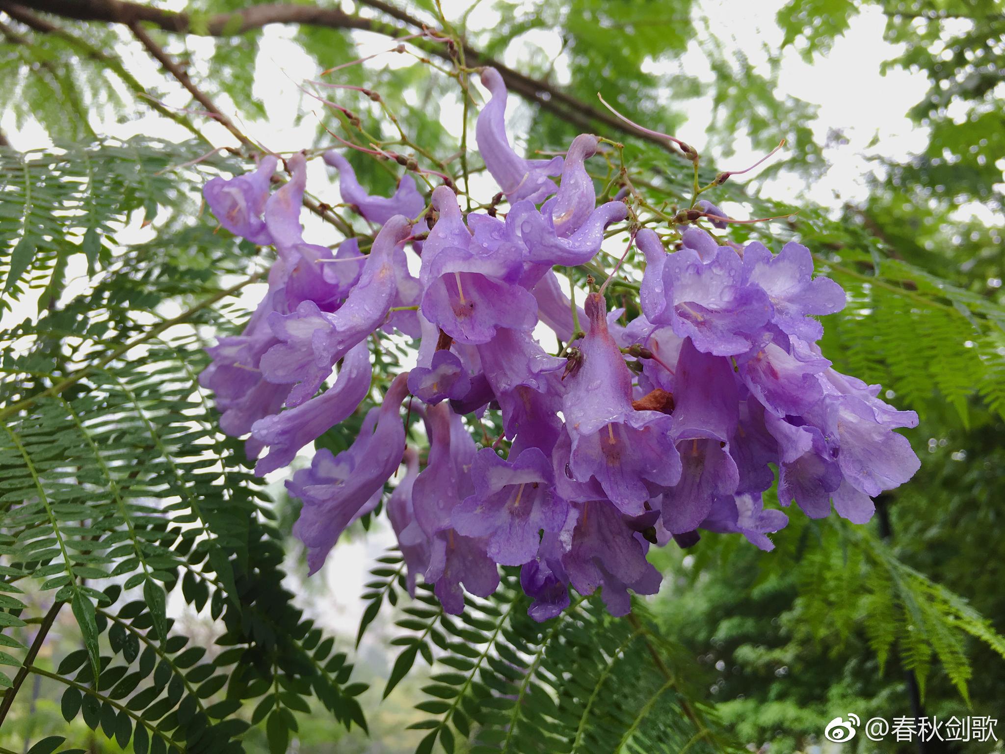 一场雨后蓝花楹愈发清新呀