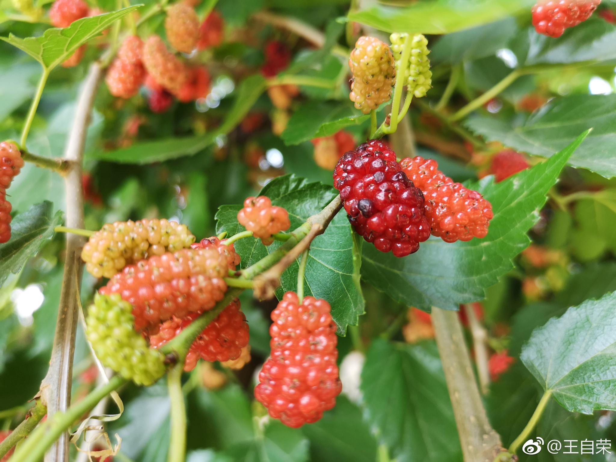 沧源勐角金龙寺的马桑