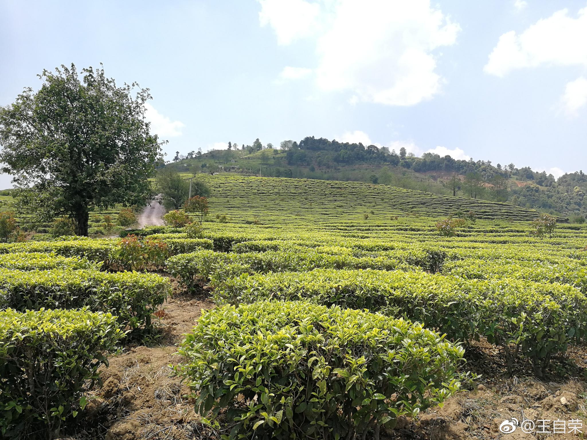 凤庆朋友归人好品茶,喜喝酒.曾送我古树茶,无以回报