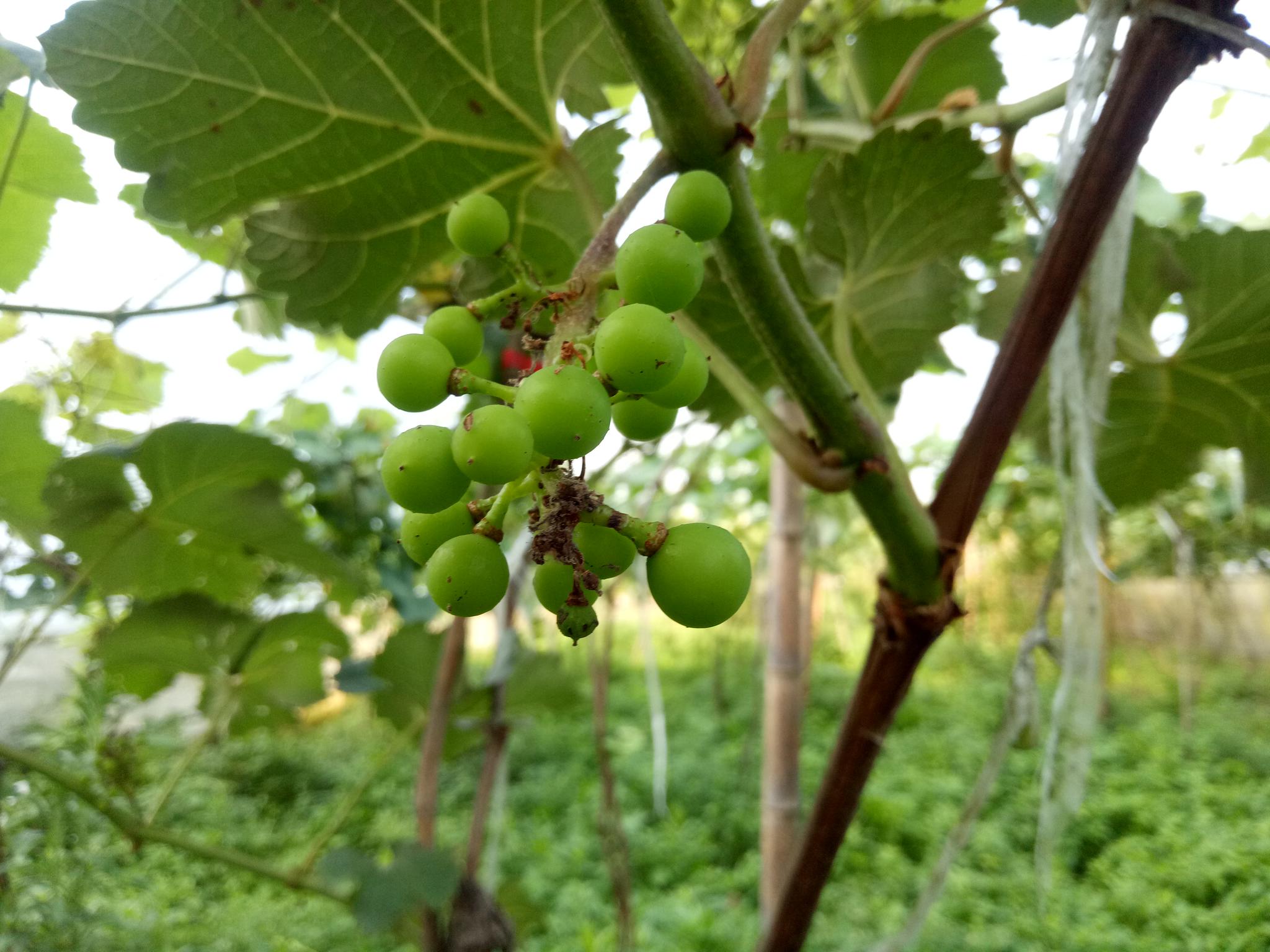 葡萄园的葡萄正在成长果树上的小石榴也在开花结果中