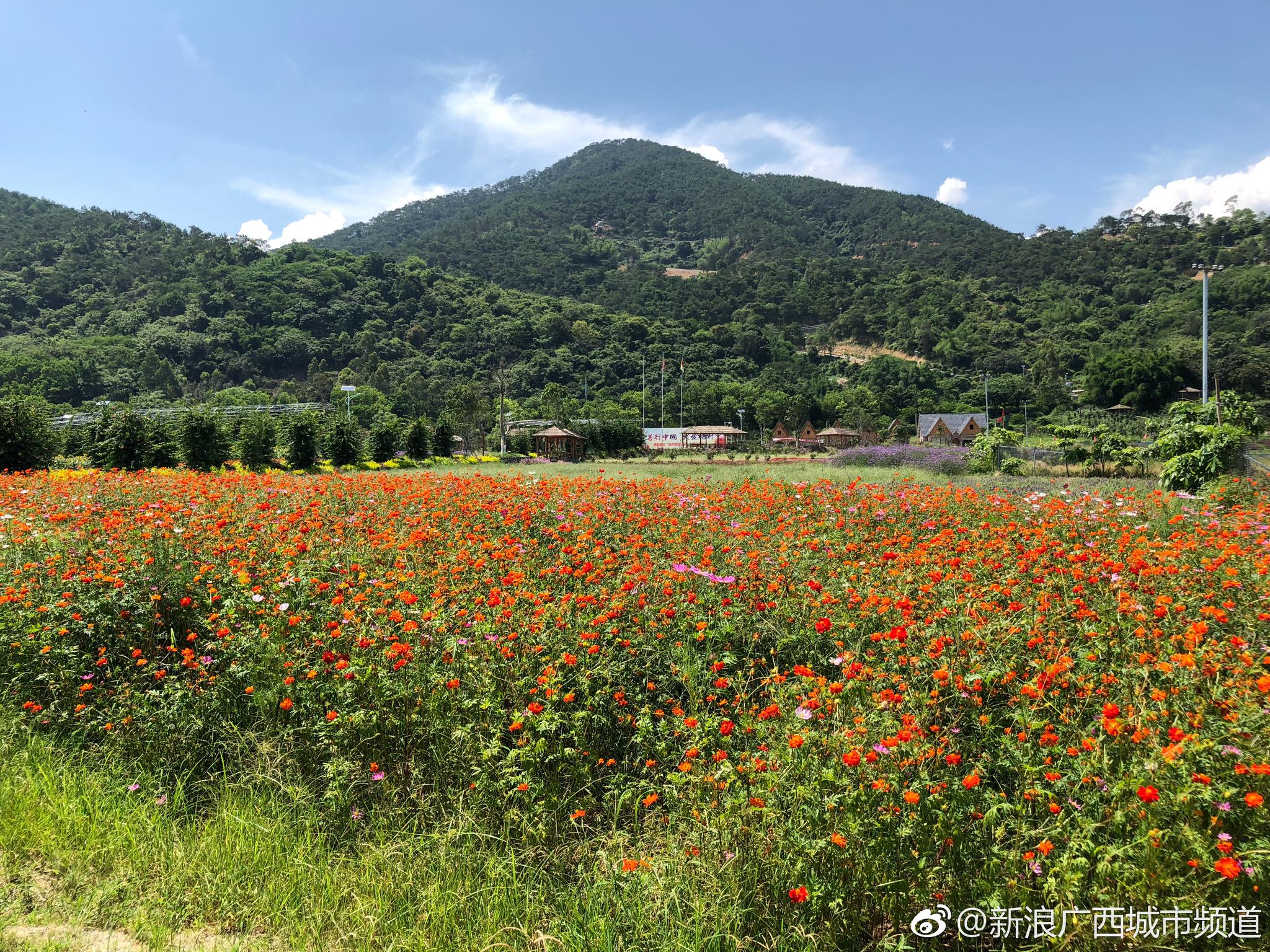 新圩镇梧村位于新圩镇东北面大容山狮子岭脚下,山青水秀,环境优美