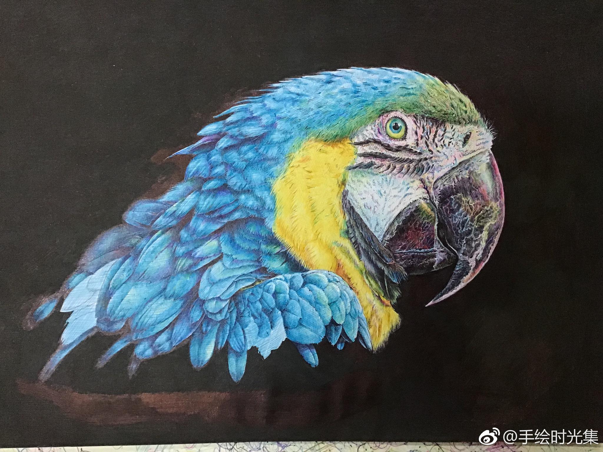 圆珠笔画鹦鹉 投稿( )