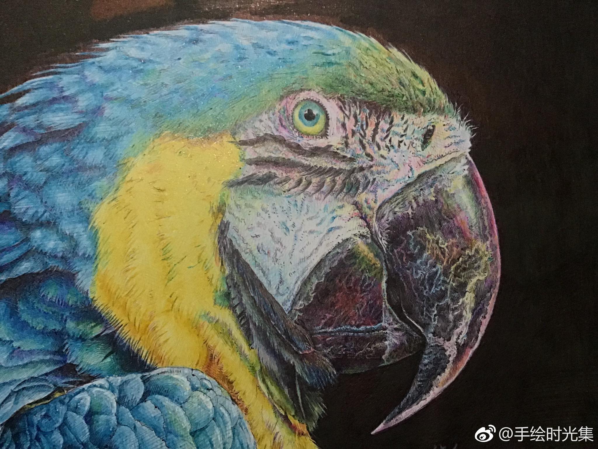 圆珠笔画鹦鹉 投稿( )