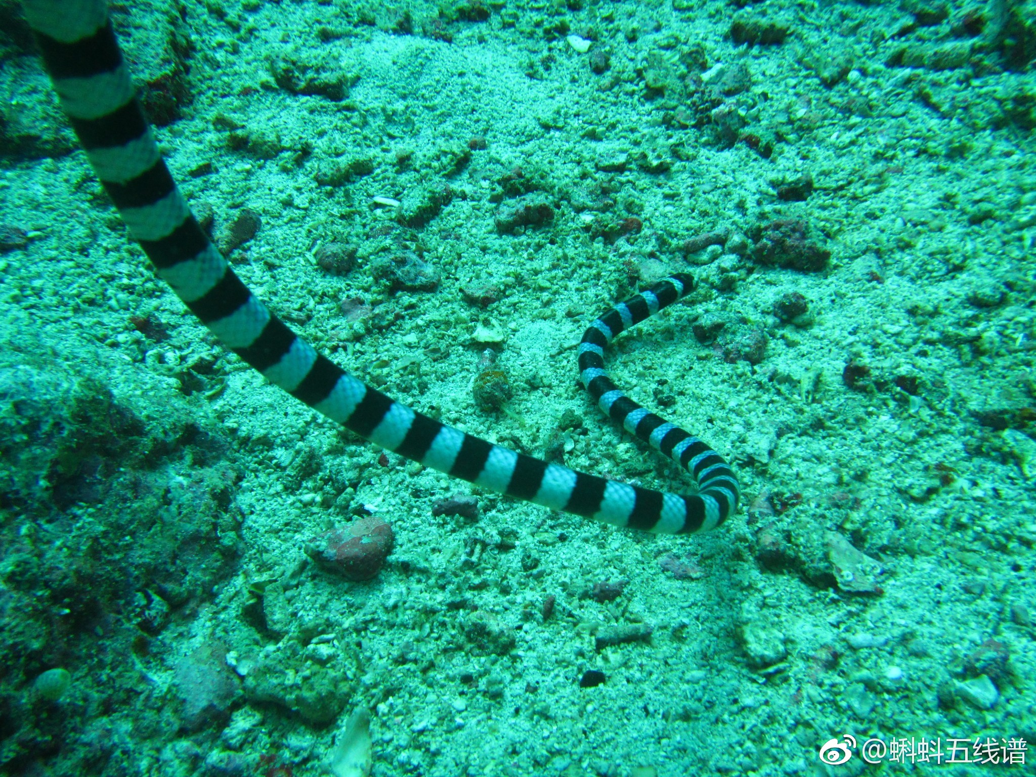 海毒王的"夺命绝招"之隐形毒牙——海蛇