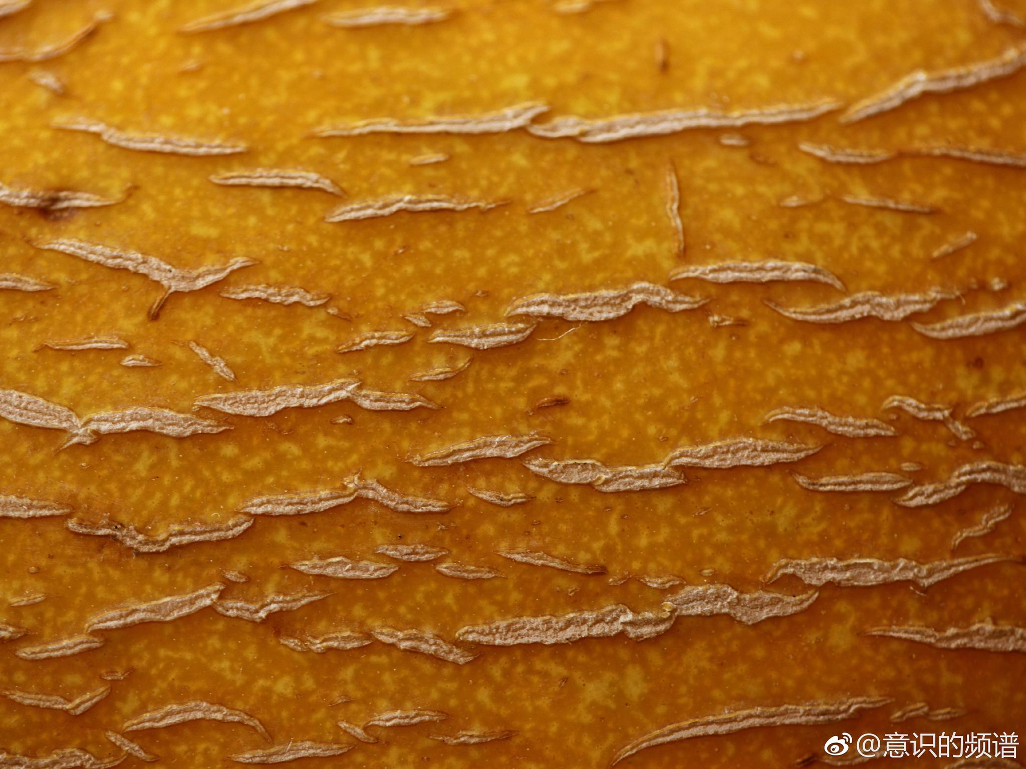瓜皮的纹理|皮面|果肉|份量_新浪新闻