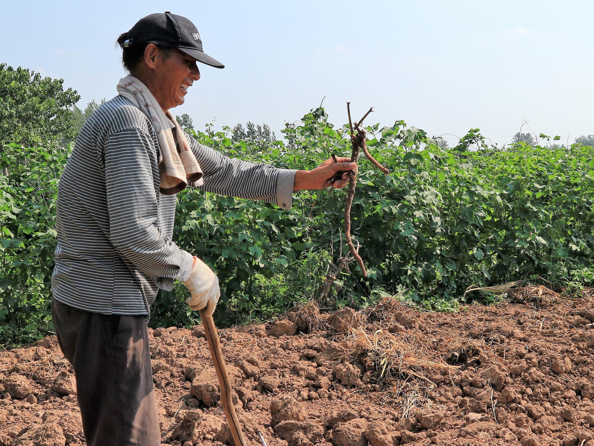 "张大爷讲,农村人天生就是勤劳吃苦的命,谁都想大热天在树荫下乘凉,没