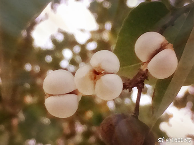 每次看到这白白胖胖,薏米似的小胖子|薏米|乌桕|小胖子_新浪新闻