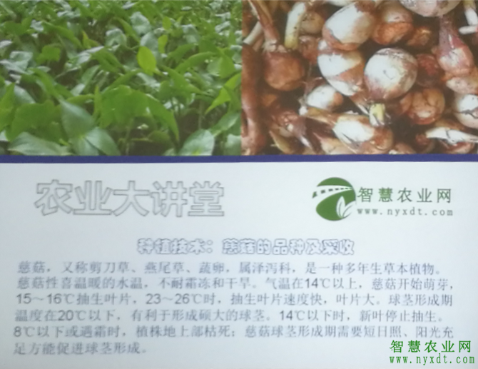 种植技术:慈菇的品种及采收