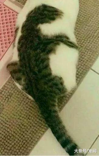 作为一只猫咪, 我想我的猫生应该不简单, 因为我的背上有只哥斯拉