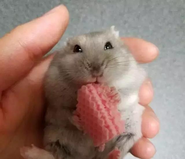 仓鼠躺手吃东西真是好萌好萌啊