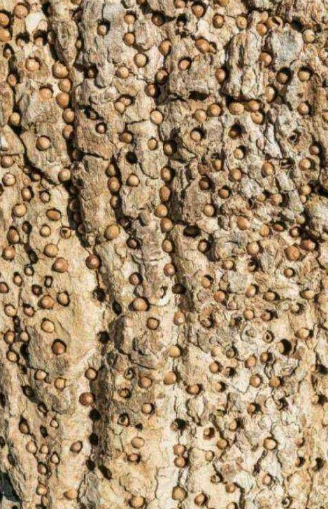 化疗结束后浑身起鸡皮疙瘩(化疗过后身上起疙瘩是怎么回事) 化疗结束后浑身起鸡皮疙瘩(化疗过后身上起疙瘩是怎么回事)