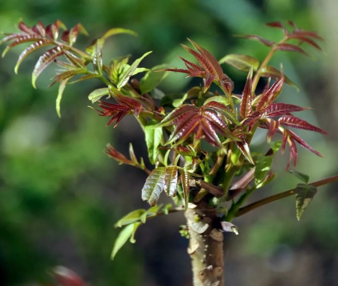 房山美食"上方山香椿"后,自打《舌尖上的中国》播出了而且具有较高的