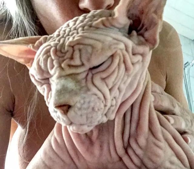 世界上最"丑"的宠物猫,古埃及神同名,全身褶皱还有5000粉丝