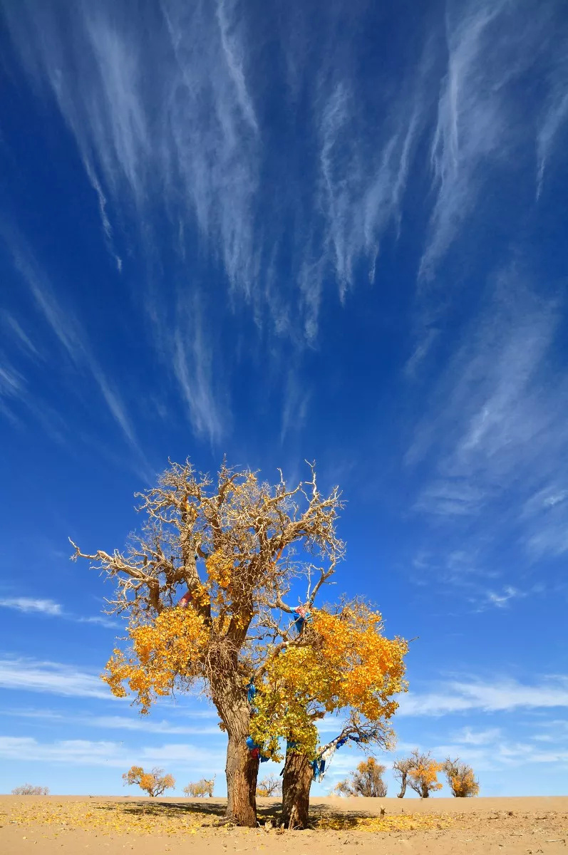 这个秋天找人和你一起去看胡杨林吧