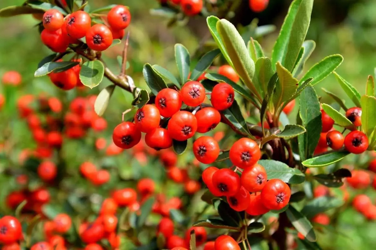 云南人吃了一辈子的29种水果竟然是这样长出来的