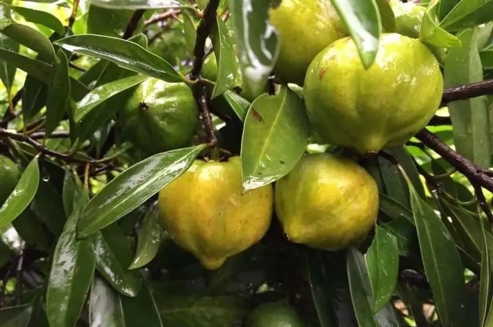 云南人吃了一辈子的29种水果竟然是这样长出来的