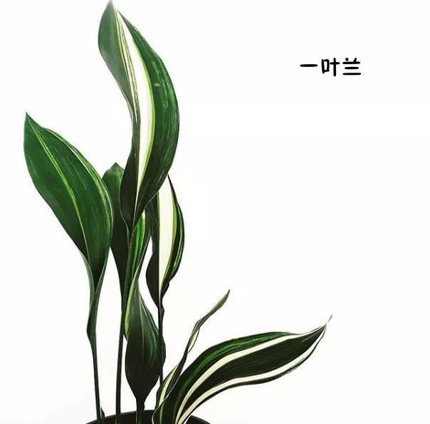 花艺配叶用法及常见100种配叶图示|花艺|插花|用法_新浪新闻