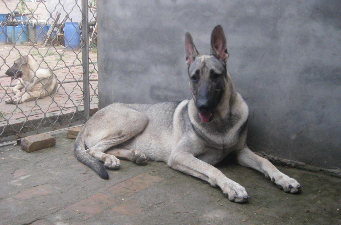中国人最喜欢养的狼犬除了德国牧羊犬还有这六种