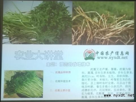 农业技术:泥蒿的栽培技术|植株|插条|栽培|茎秆|花序_新浪新闻
